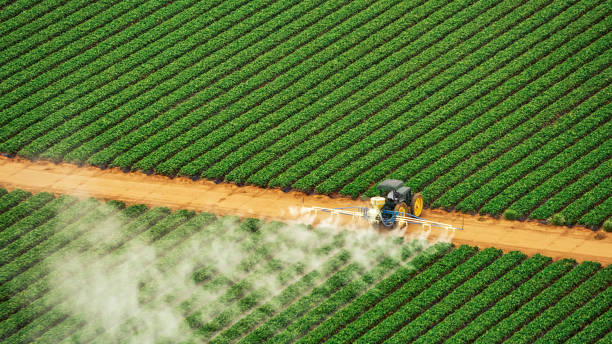 Best Termite Control Services  in Jellico, TN