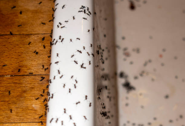 Best Pest Control for Homes  in Jellico, TN