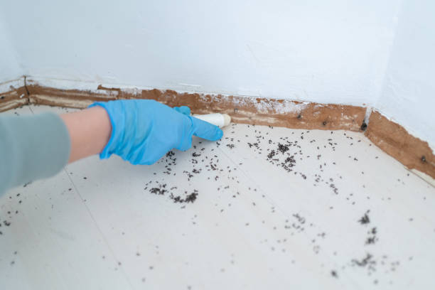 Best Best Pest Control Companies  in Jellico, TN